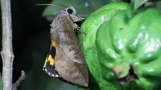 Fruit-piercing Moth on Guava