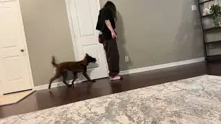Cricket retrieve metal bowl and hammer 