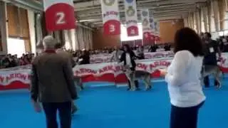 Perro Lobo Checoslovaco Campe&oacute;n de Espa&ntilde;a 2014 www.thewolfhouse.es