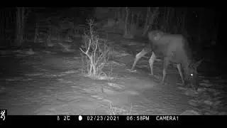 Trail camera videos from winter 2020/2021 Viltkamera
