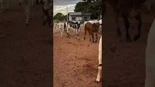 ARIZONA RANCHO #cowboy #sertanejo #ranchodomaia2temporada