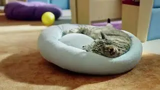 Всегда в расцвете сил  инструкция для кошек в возрасте — WHISKAS® К Т У