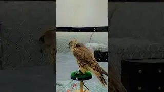 National Bird Of Kuwait Is&nbsp;Falcon