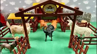 TRANSPORTING THE BLACK OX / TRANSPORTANDO O BOI NEGRO