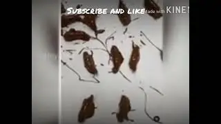 சில்வண்டு chocolate \\ usa special chocolate\\ #chocolate #usachocolate #usasweets #usanews #usa