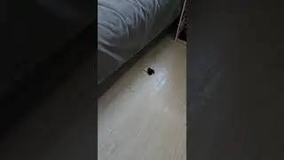 #cat #видосыоткота #аська #прикольныекоты #funny #моякошка #веселыекоты