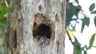 Intip Langsung Sarang Burung Kacer Di Alam Liar