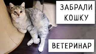 Забрали Кошку в Квартиру / Осмотр у Ветеринара / Петербург 2020
