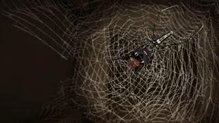 FURRY VS. SPIDER! | 2 Horror Games