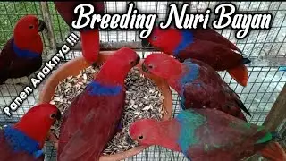 Penangkaran Burung Nuri Bayan, Breeding Electus Parrot
