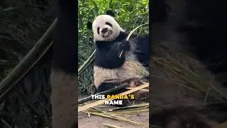 Why This Panda Pretends Bamboo Is Heavy🥰🐼🌿