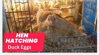 Hen Hatching Duck Eggs⚪🐣🪿 Wonderful video must watch 🛑&hearts;️😍😍