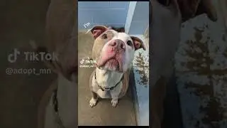 Picasso is Adorable!