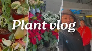 Selling poinsettia flower||Thursday haat Kalimpong|| @ajvlog4128
