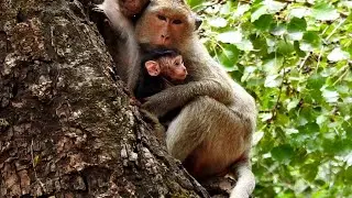Very Good!! Finally Jill get her own baby back from kidnapper monkey, But baby so hungry milk