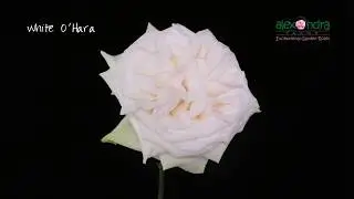 White O'Hara Garden Rose Timelapse