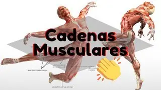 Cadenas Musculares Abiertas y Cerradas