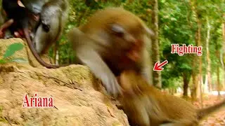 Old monkey Toma bite little monkey Ariana