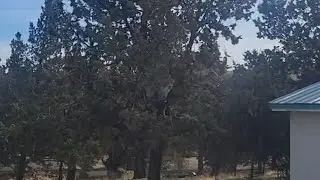 Pollen bursts from juniper tree as Central Oregon allergy season ramps up
