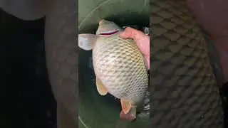 Female common carp fish |petlover