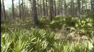Florida bigfoot woodknocks? Highly improbable.