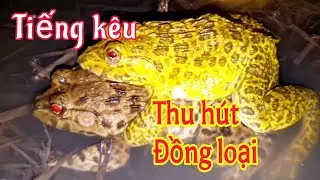 Frogs croaking | Relaxing frog croaking sound for easy sleep | Tiếng ếch k&ecirc;u mồi chuẩn | ếch k&ecirc;u mồi