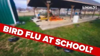Preliminary test results on dead vultures found at Ohio school are in