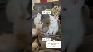 New Year 2025: Hopes, Dreams & Maine Coon Kittens! #happynewyear