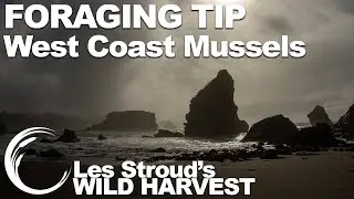 Wild Harvest Foraging Tip | Episode 1 | West Coast Mussels | Les Stroud