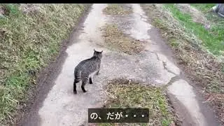 犬の前を歩けて なんか得意気になってる猫がこちらです