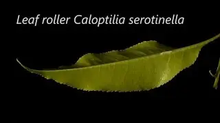Leaf Rolling Caterpillar Caloptilia