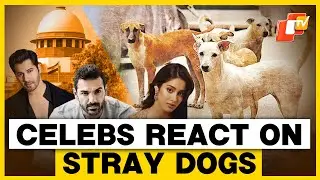 Celebrities Slam Supreme Court Ruling to Remove Stray Dogs from Delhi Streets