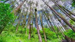 PANTOK| DHUPPI DARA| NANGAN| NORTH SIKKIM