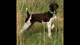'Buddy' at live-bird training, Recall. 