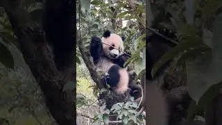 #China 🇨🇳 Panda 🐼 Baby no name, Panda 🐼 Ai Bang is mama | panda baby 👶 sitting in tree and eating 🥣.