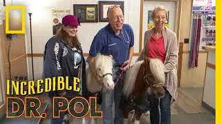 Mini Therapy Horses Visit Doc Pol | The Incredible Dr. Pol