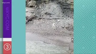 Lakewood Fire rescues dog stranded due to flooding