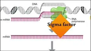 Prokaryotic protein coding gene (Transcription and translation and In ecoli )