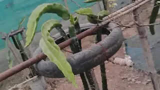 Dragon Fruit Plants Care Tips The Bijoy Garden  is live @TheBijoyGarden 