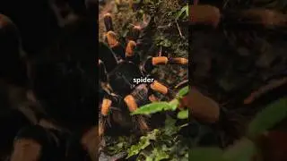 Goliath Birdeater: World's Largest Spider #Shorts