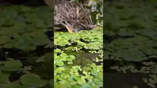 Mini fish pond ecosystem in the garden