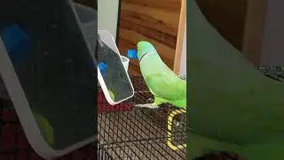 Hello-I'm back with a new funny video to entertain you. Let's enjoy  ❤️🦜