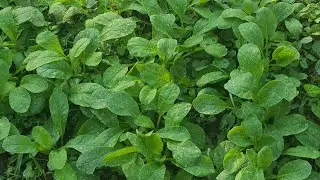 agriculture farm building skills farm gardening