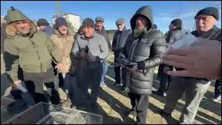 11.01.2026 Ярмарка голубей в г Дагестанские Огни. #голубику #бакинские 