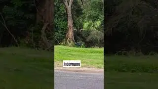 SWAMPHEN BIRD! #satisfying #asmr #birds #birdsounds #birdlife #chicks #purple #shortsvideo #shorts