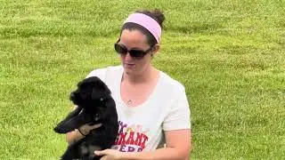 Giant Schnauzer Puppies! 