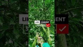 Creative equipment harvest; jamaican apple fruit reaping 07#Short #harvest #reaping fruit