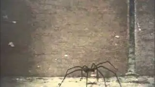 funky spider