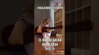 el gato modelo que tierno 🐈🐾