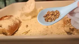 COMO CRÍAR GUSANOS DE LA HARINA FÁCIL Y ECONÓMICO!